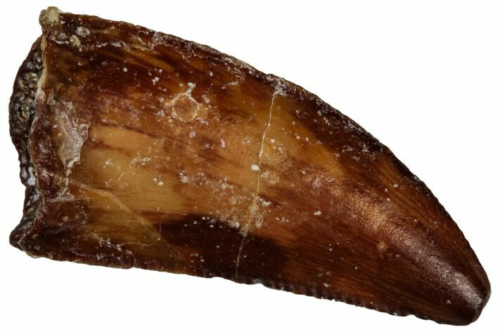 Serrated Raptor Tooth - Real Dinosaur Tooth #300944